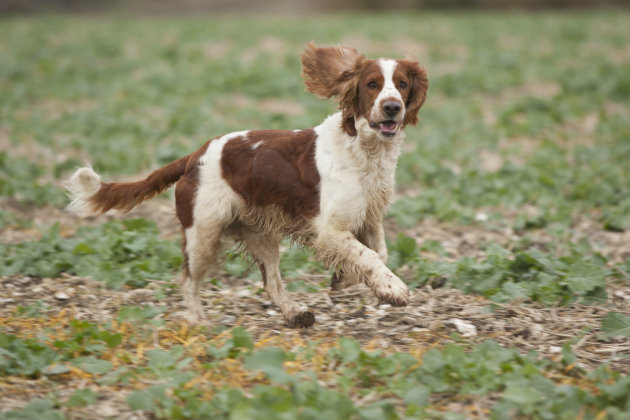 Welsh springer spaniel