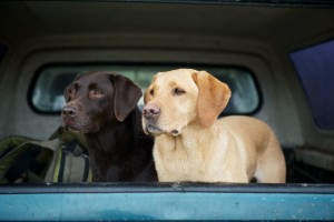 Labradors in pickup