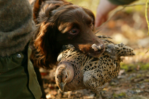 cocker spaniel with pheasant