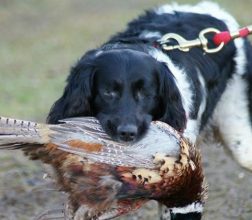 glaucoma in dogs