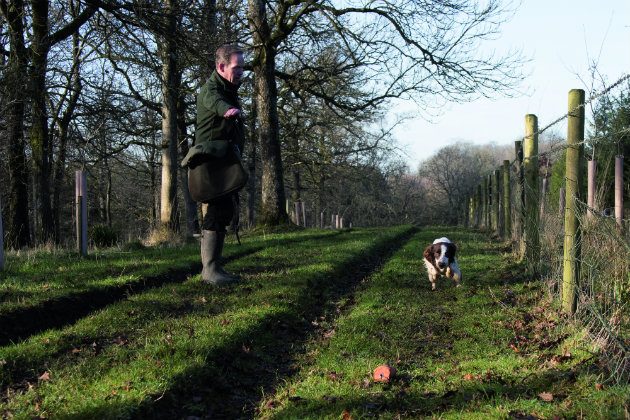 Springer retrieving dummy