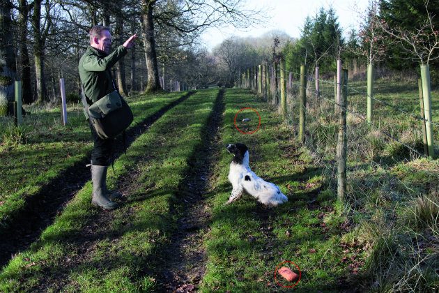 gundog training