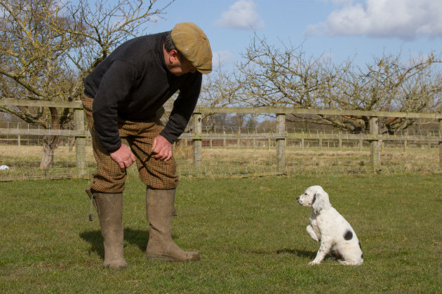 Gundog training