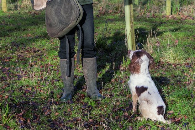 gundog training