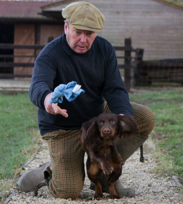 Gundog training puppy