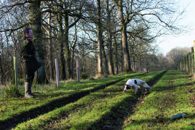 Gundog training