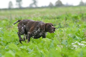 The German shorthaired pointer