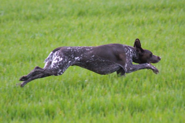 German shorthaired pointer