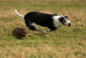 lurcher with rabbit