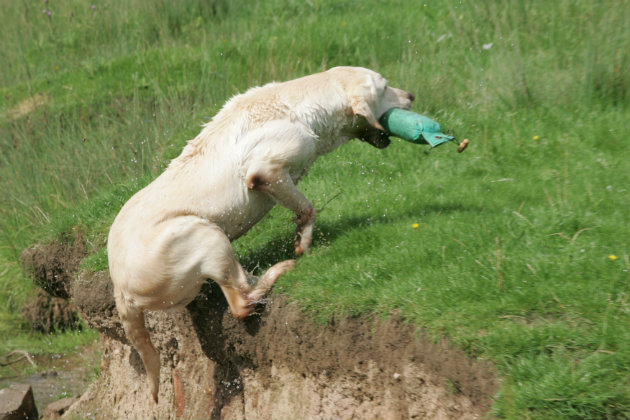 Young Labrador