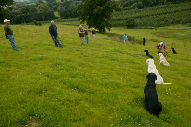 Labrador puppy training class
