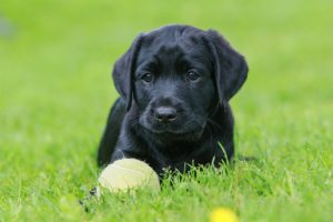 Black Labrador puppy