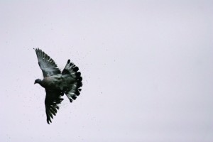pigeon flying
