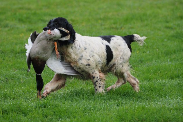 Neutering dogs