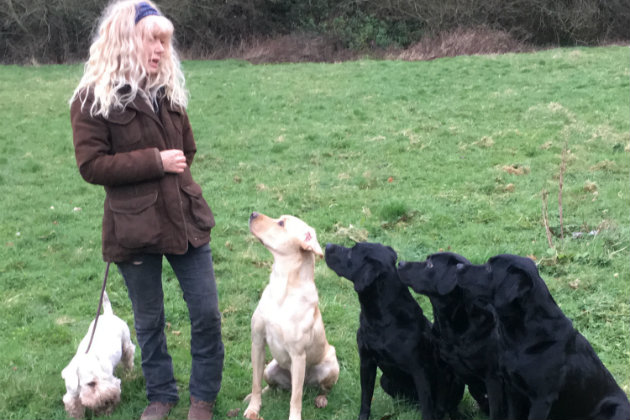 Dog trainer with Labradors