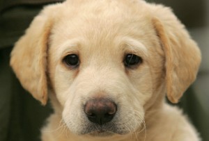 Gundog puppy