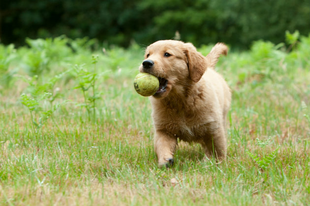 Labrador puppy gundog training