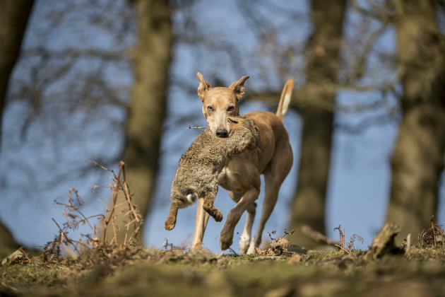 Lurcher
