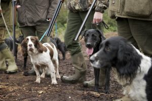 Gundogs