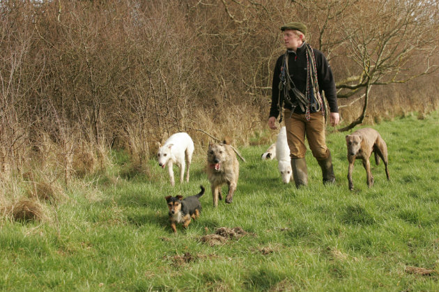Lurchers with terriers 
