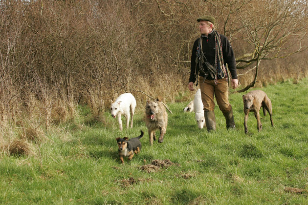 Lurchers with terriers