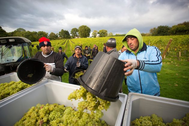 Migrant workers in fields
