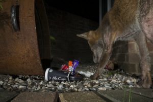 fox with mange