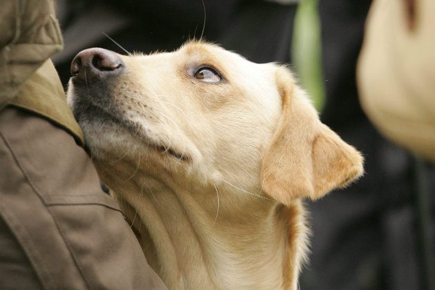 Labrador gundog