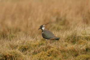 Lapwing