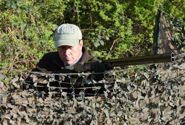 pigeon shooting from hide