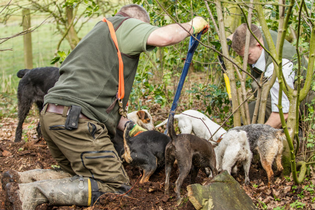 Ratting with terriers
