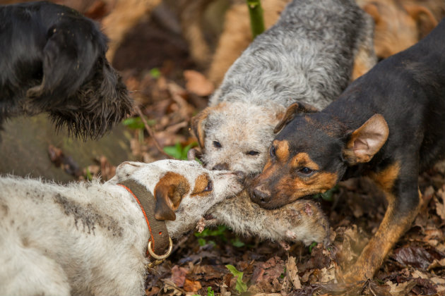 Terriers with rat