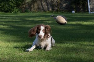 young springer spaniel gundog