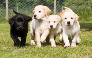 How puppies become guide dogs