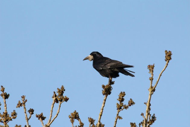 rook