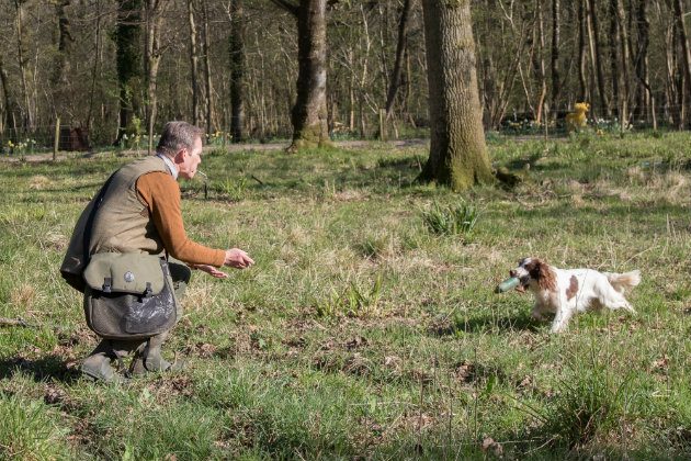 gundog retrieving