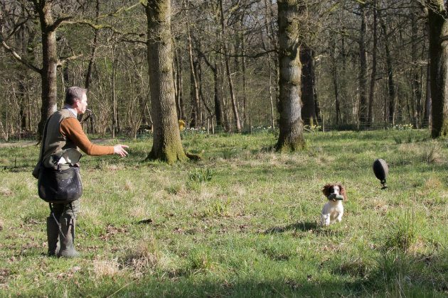 gundog with dummy