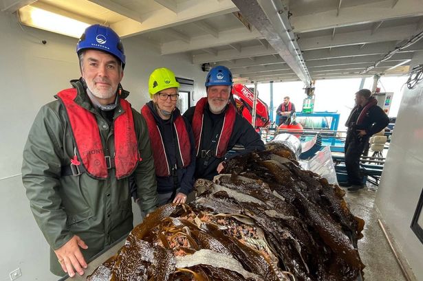 Mayor backs SeaGrown seaweed firm in carbon-negative Yorkshire region bid